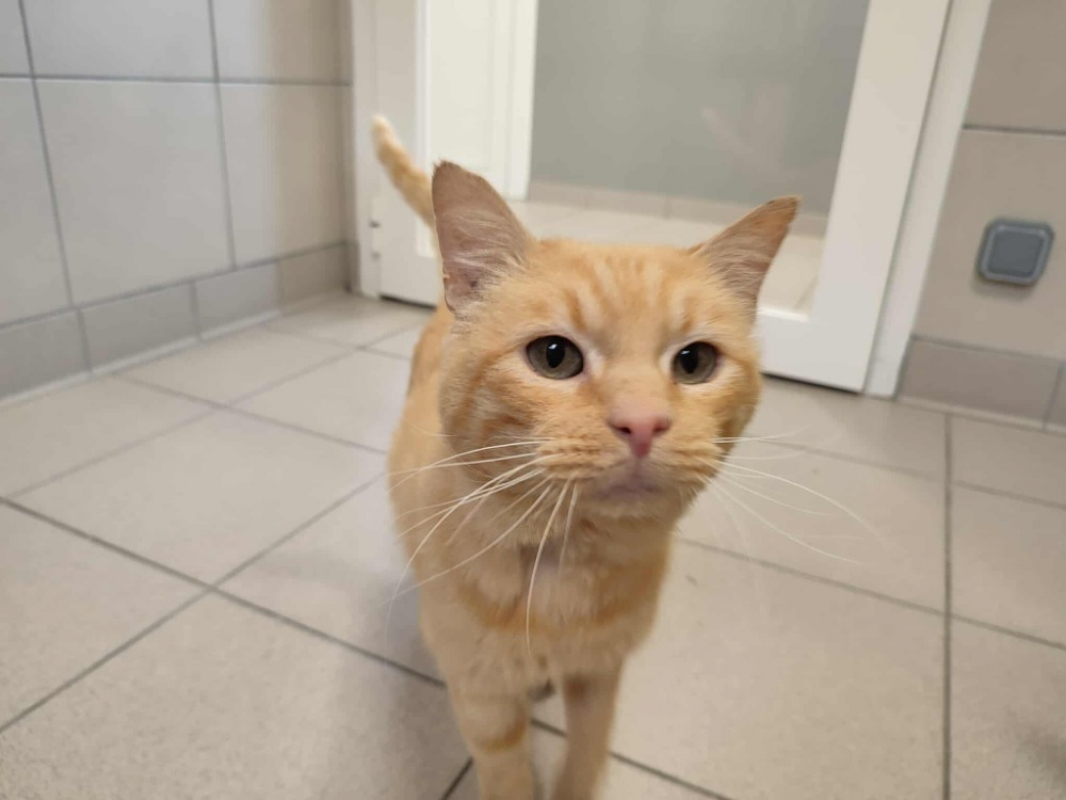 Photo #4 de Morille qct