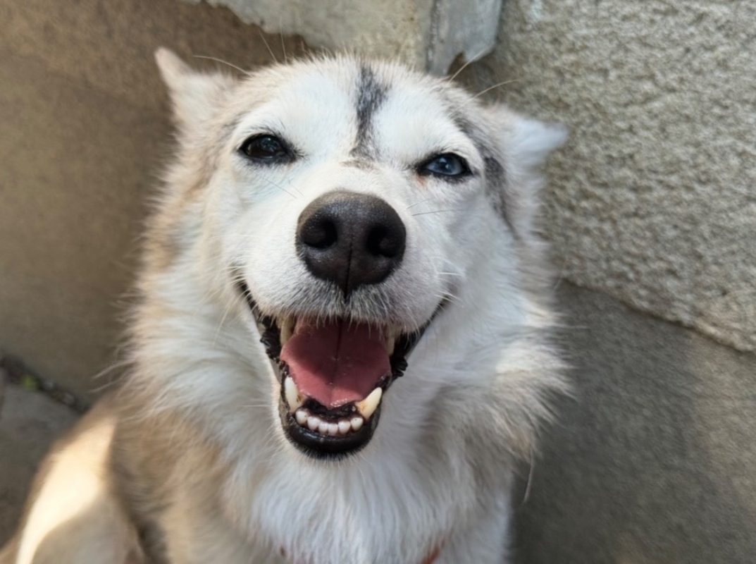 Paupiette - Chien à adopter
