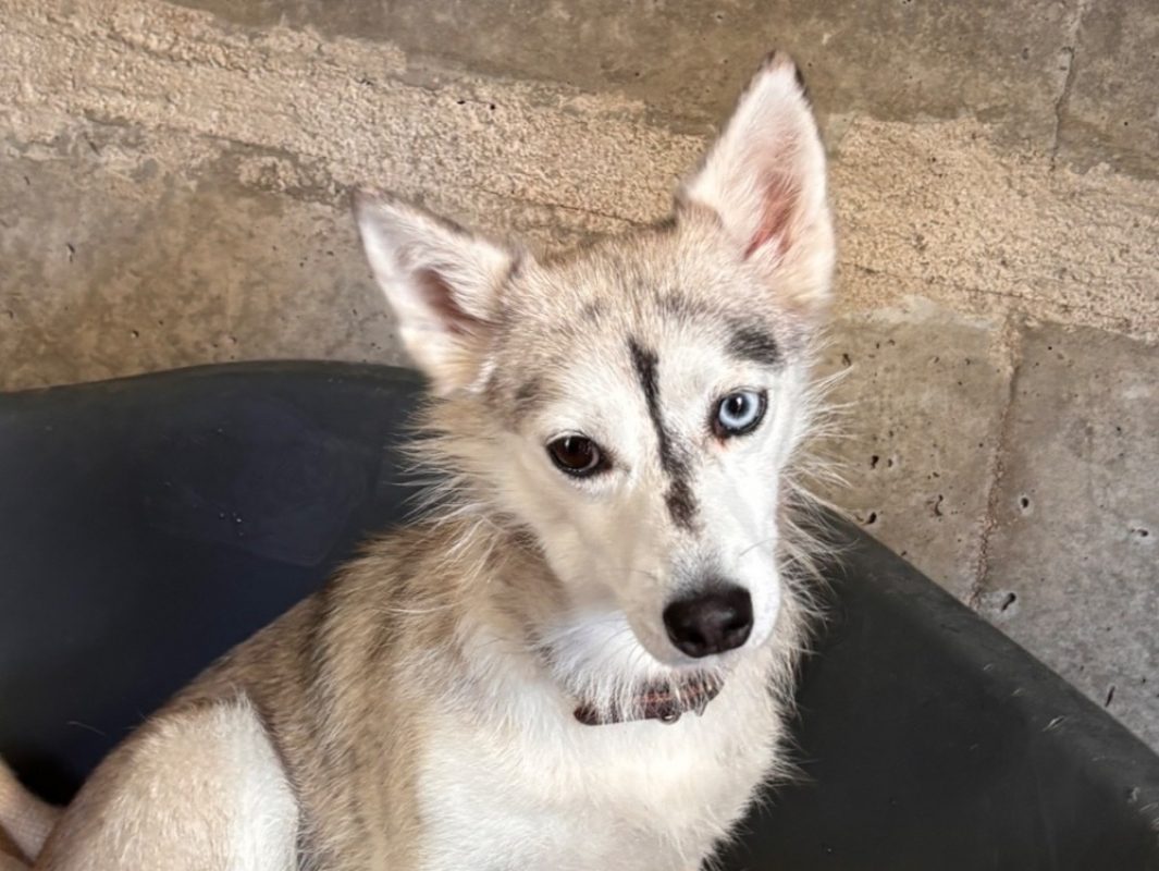 Paupiette - Chien à adopter - photo 2