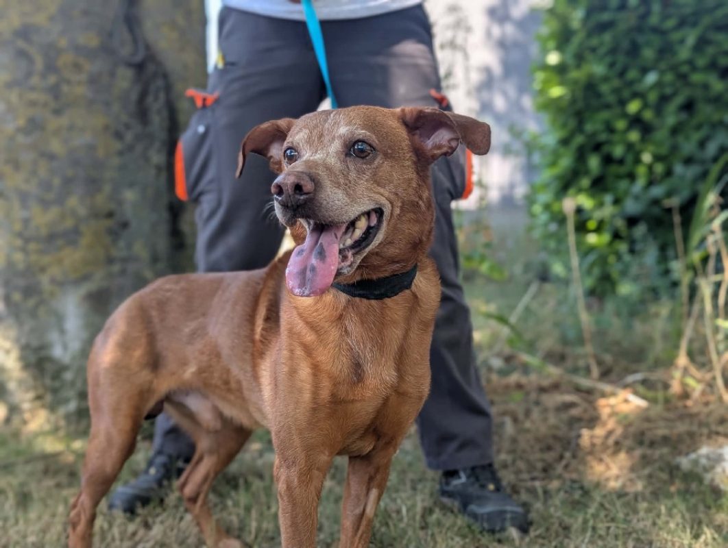 Caramel - Chien à adopter