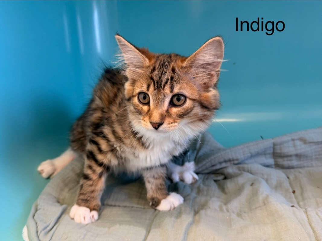 Photo de Indigo