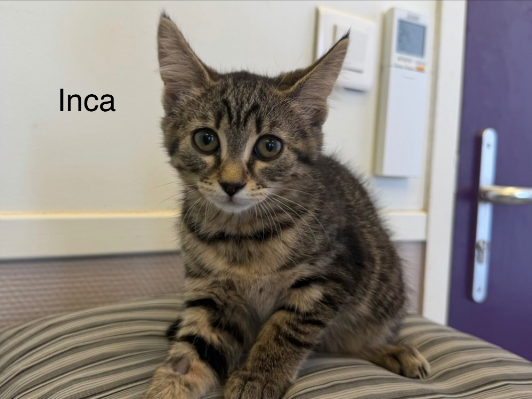 Photo de Inca