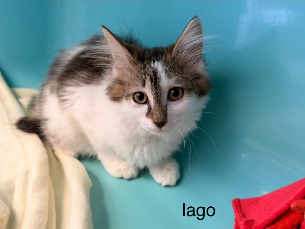 Photo de Iago