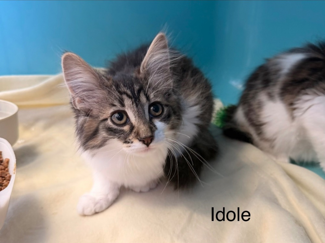 Photo de Idole