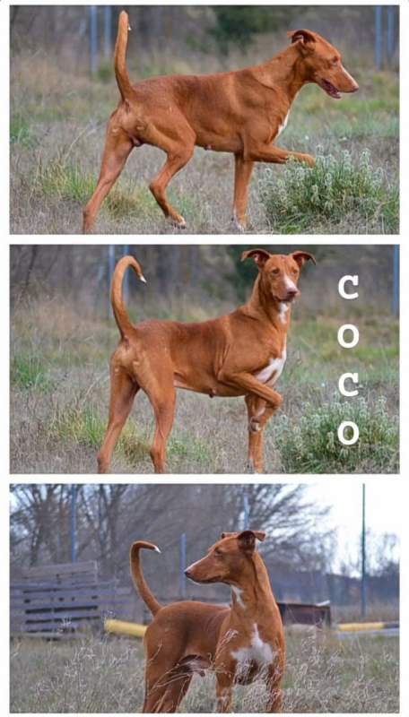 Photo #2 de COCO