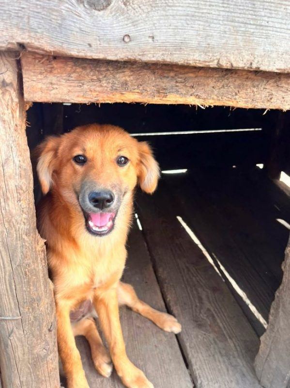 Rita - Chien à adopter - photo 5