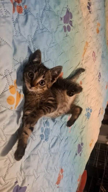 Photo de BANDIT