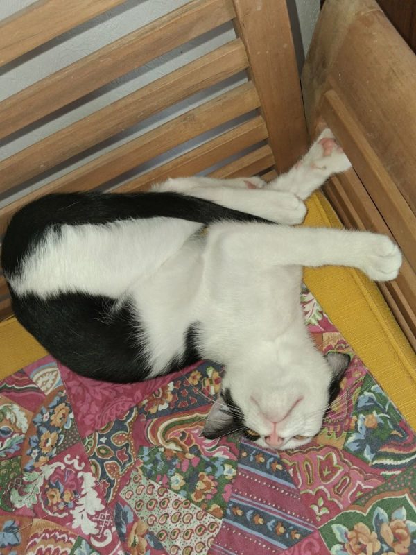 BOUNTY - Chat à adopter - photo 3