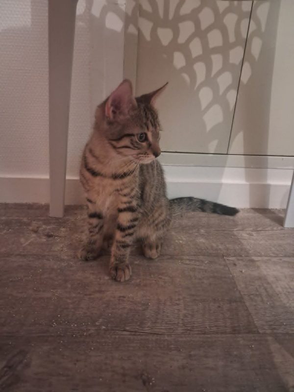 BUZZ - Chat à adopter