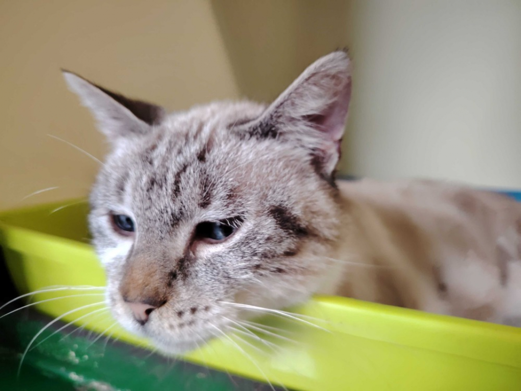 Photo #1 de Princesse