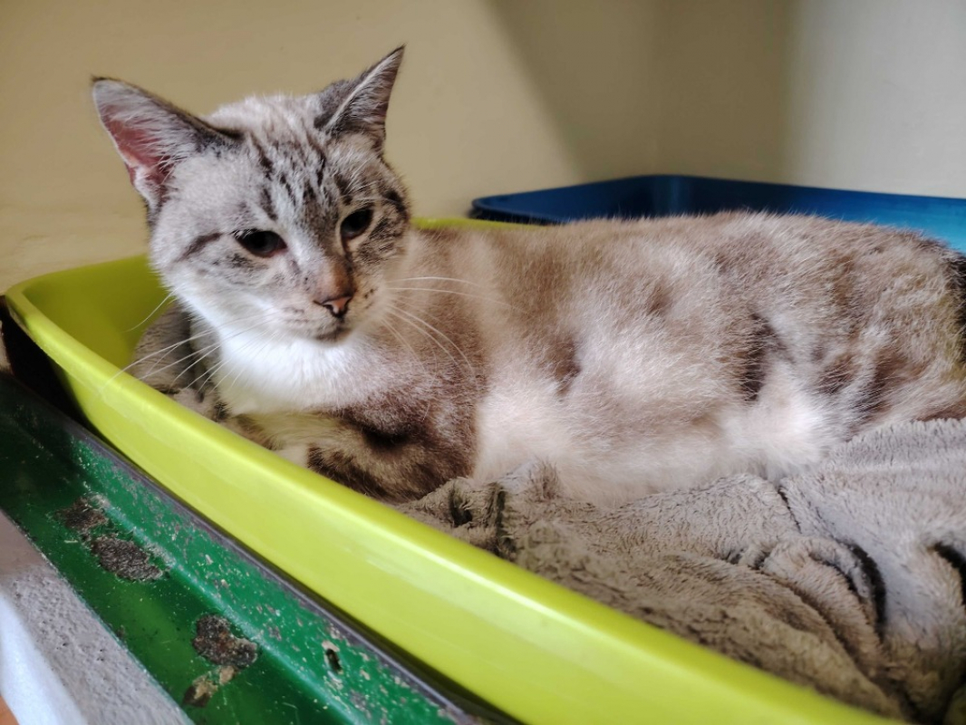 Photo #2 de Princesse