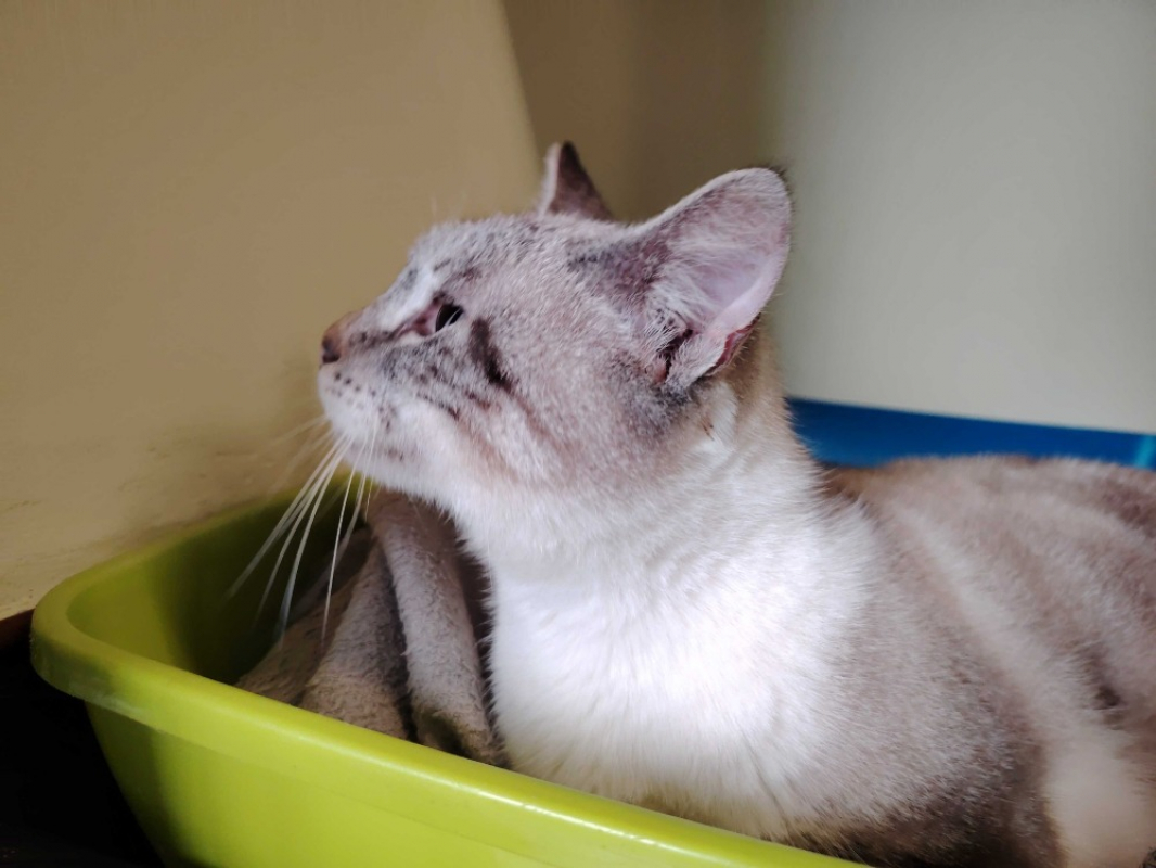 Photo #4 de Princesse