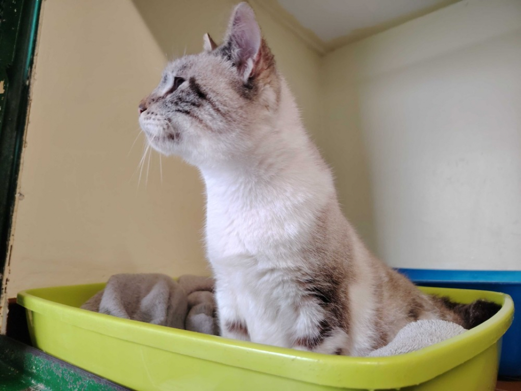 Photo #7 de Princesse