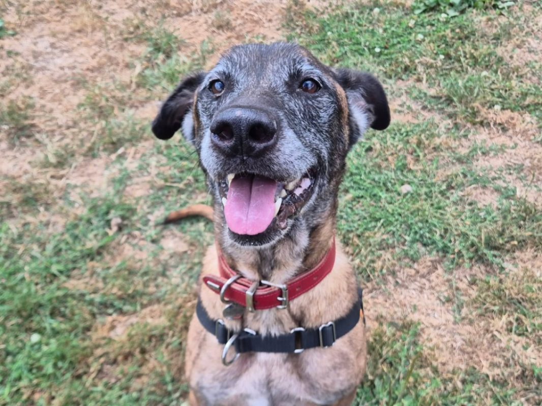 Oseille - Chien à adopter