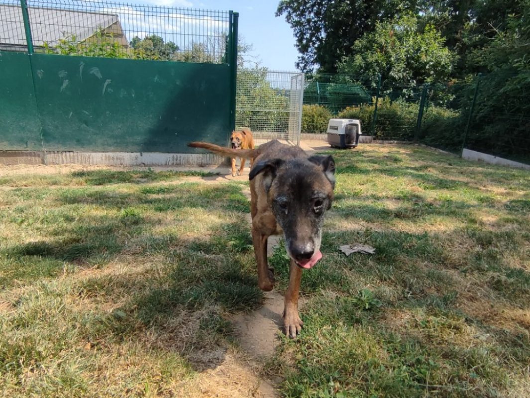 Oseille - Chien à adopter - photo 4