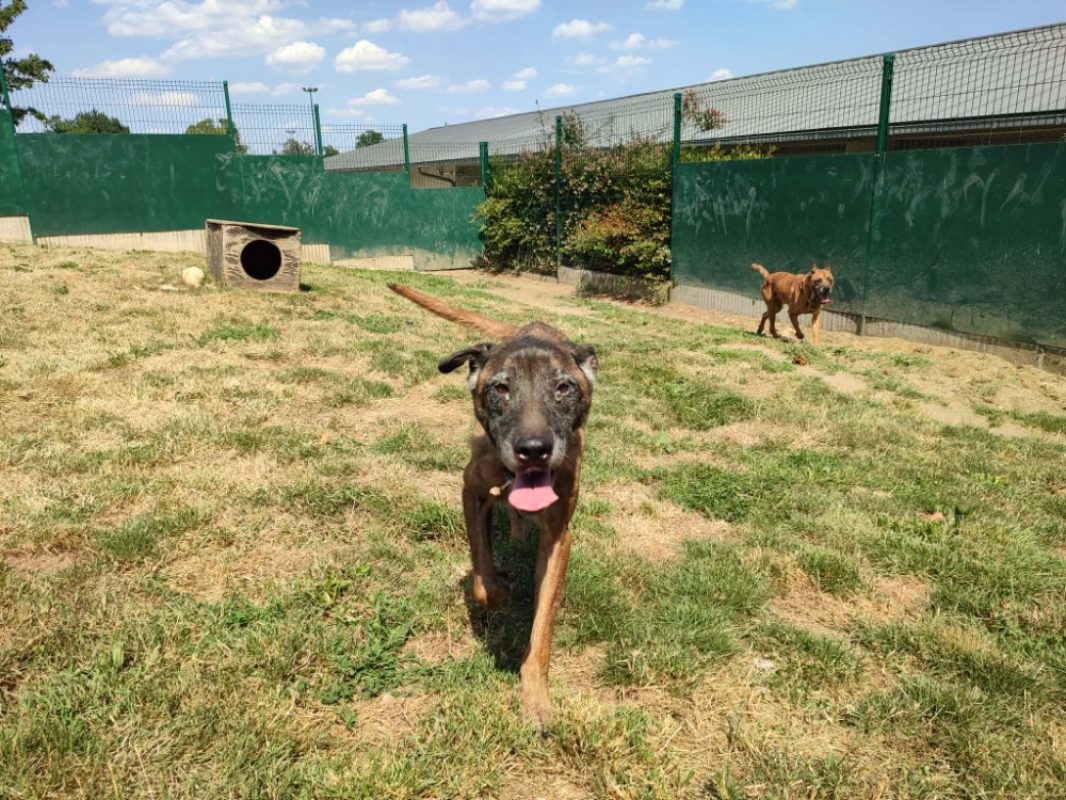 Oseille - Chien à adopter - photo 5
