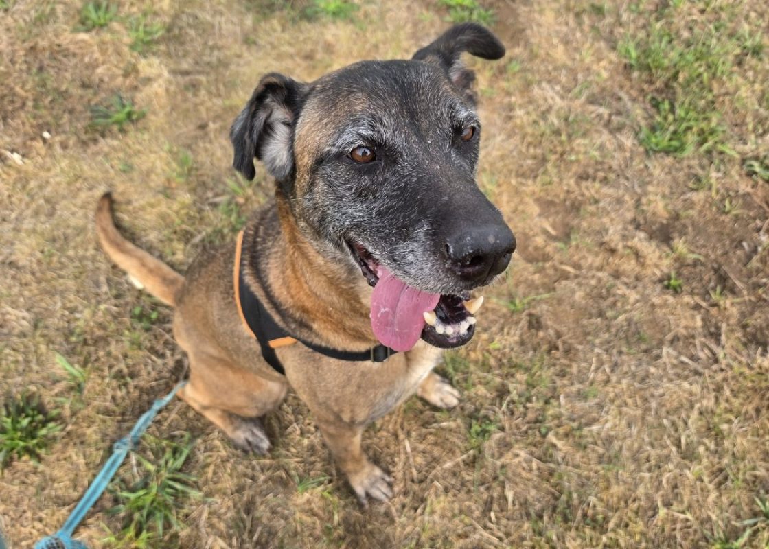 Oseille - Chien à adopter