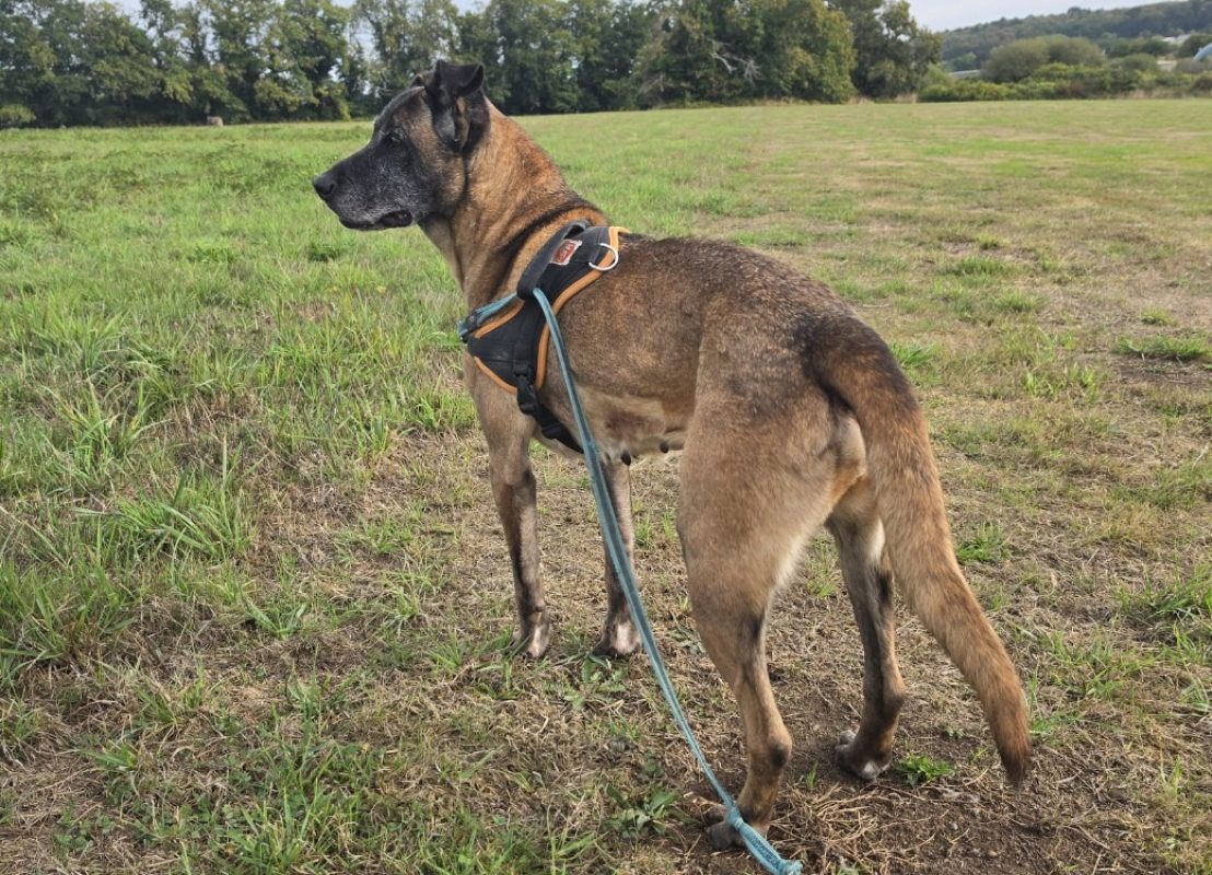 Oseille - Chien à adopter - photo 2