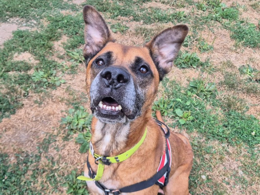 Obelix - Chien à adopter