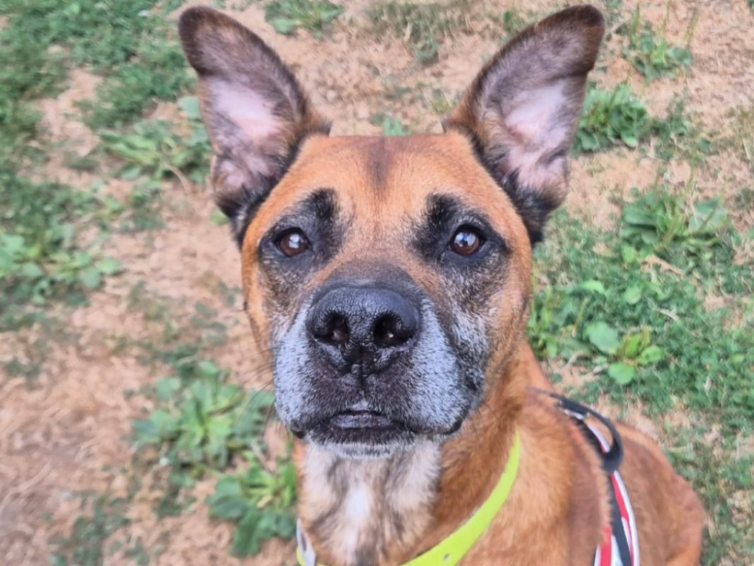 Obelix - Chien à adopter - photo 3