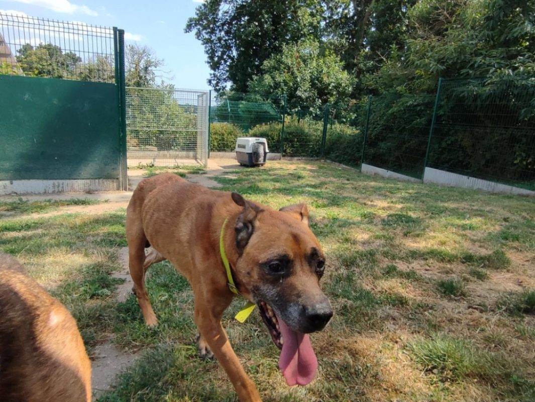 Obelix - Chien à adopter - photo 4