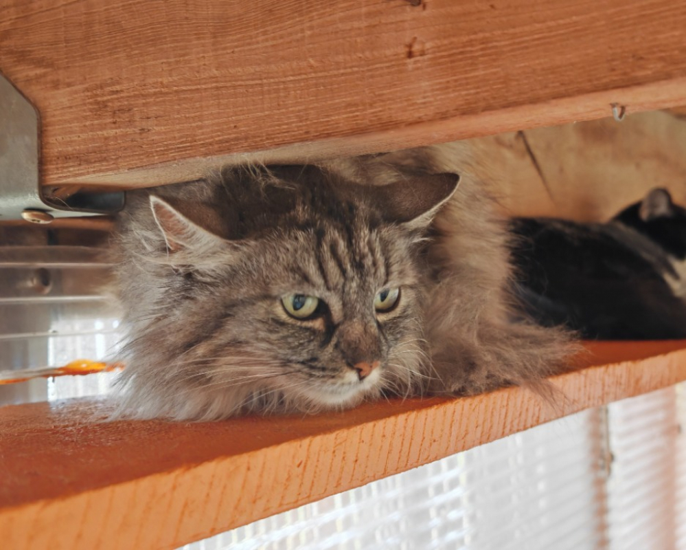 Photo #3 de Laidy réservé