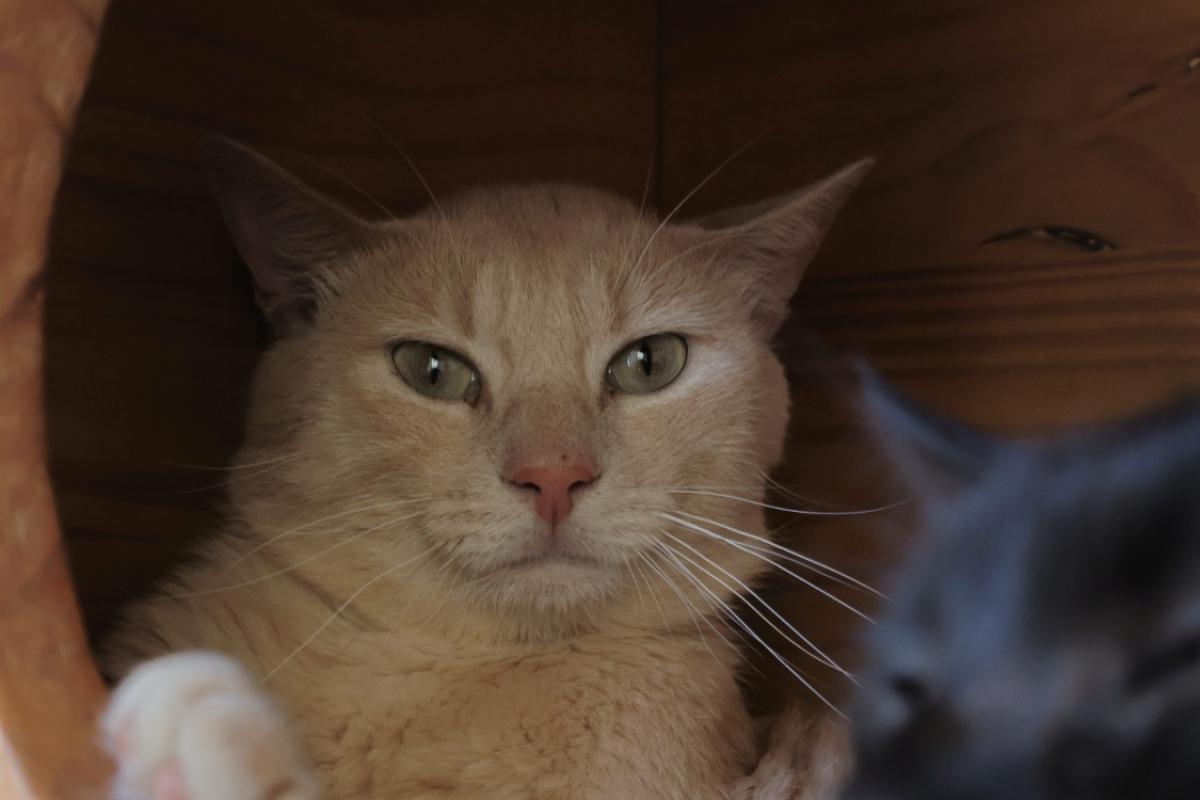 Photo de Mochi