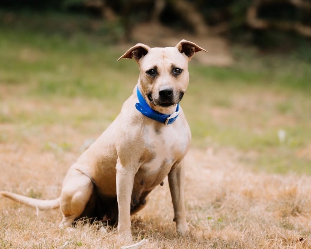 Sherka - Chien à adopter