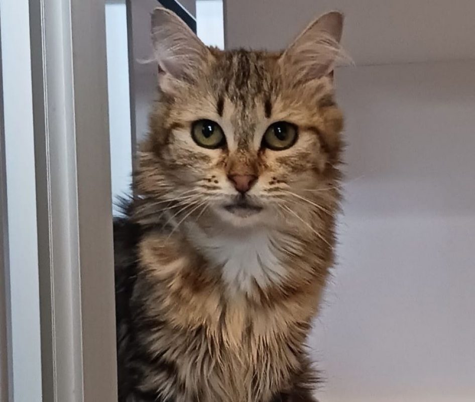 Marie - Chat Européen à adopter - photo 2