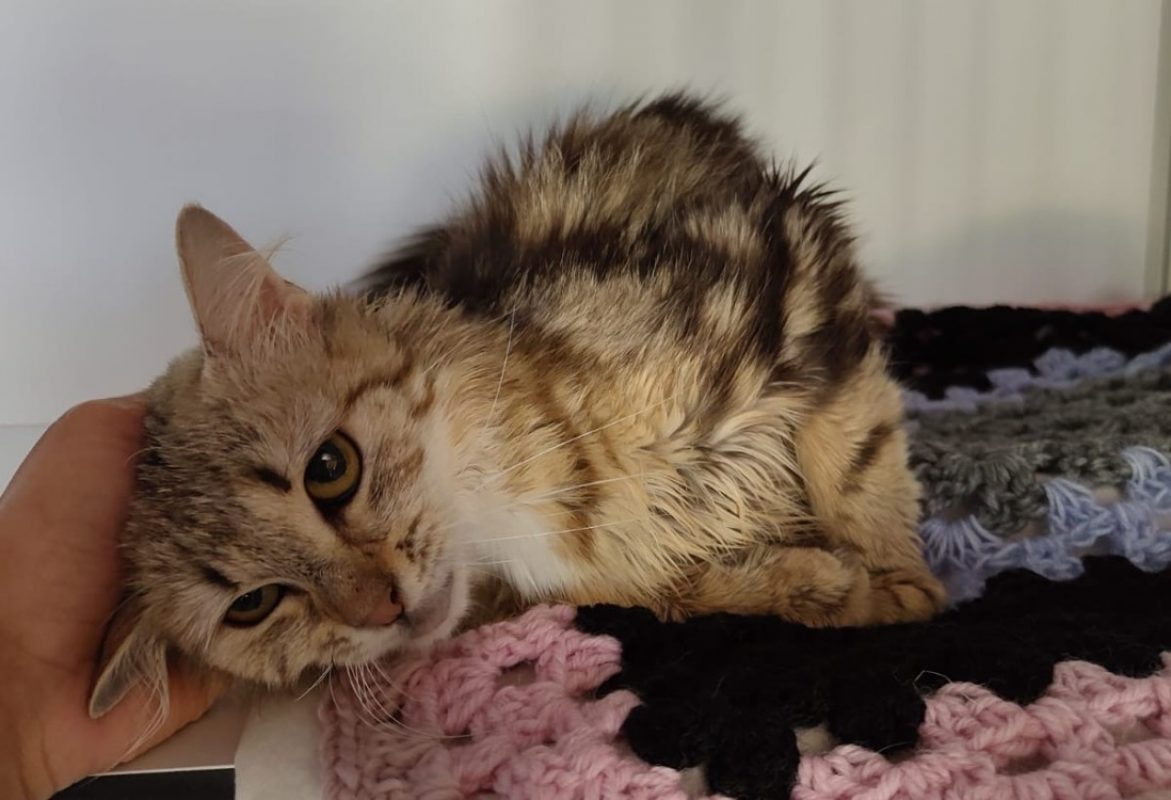 Marie - Chat Européen à adopter - photo 3
