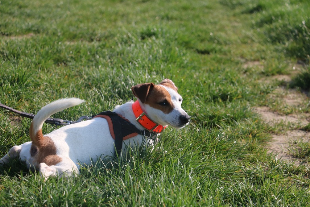 Photo #3 de Nibbler