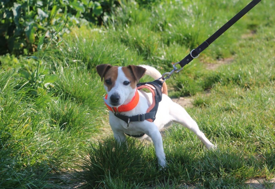 Nibbler - Chien à adopter