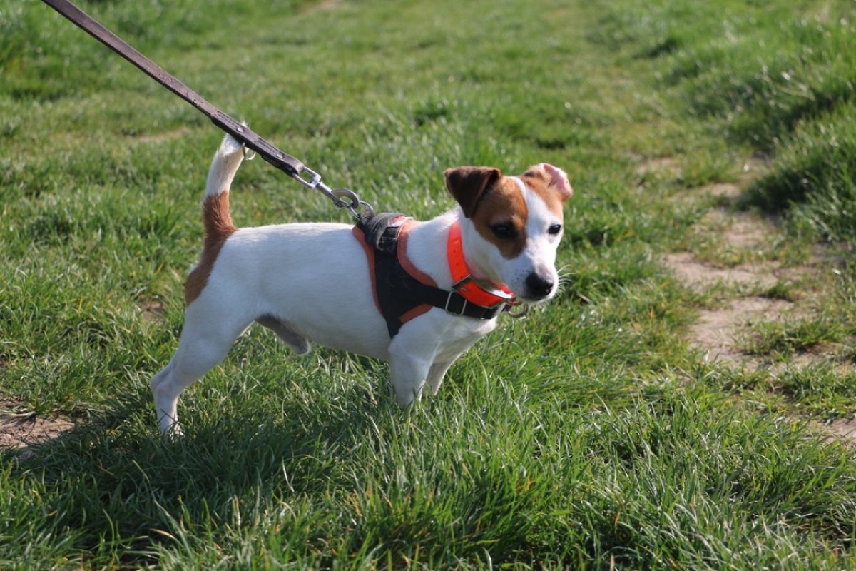 Nibbler - Chien à adopter - photo 2