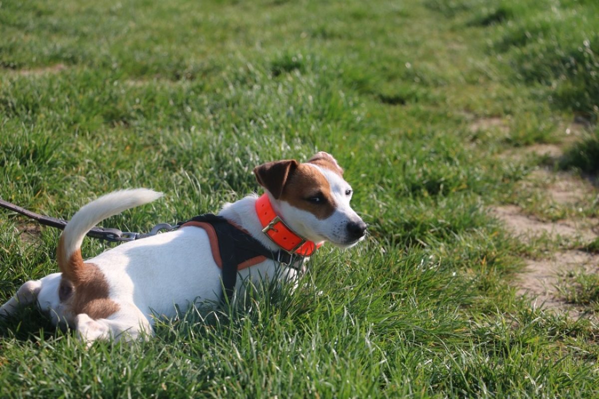 Nibbler - Chien à adopter - photo 3