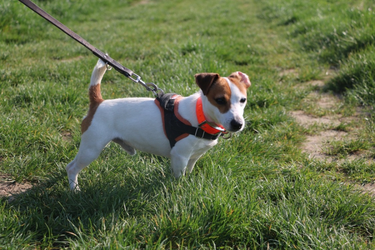 Photo #2 de Nibbler