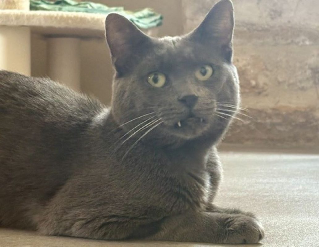 Grisou - Chat Européen à adopter
