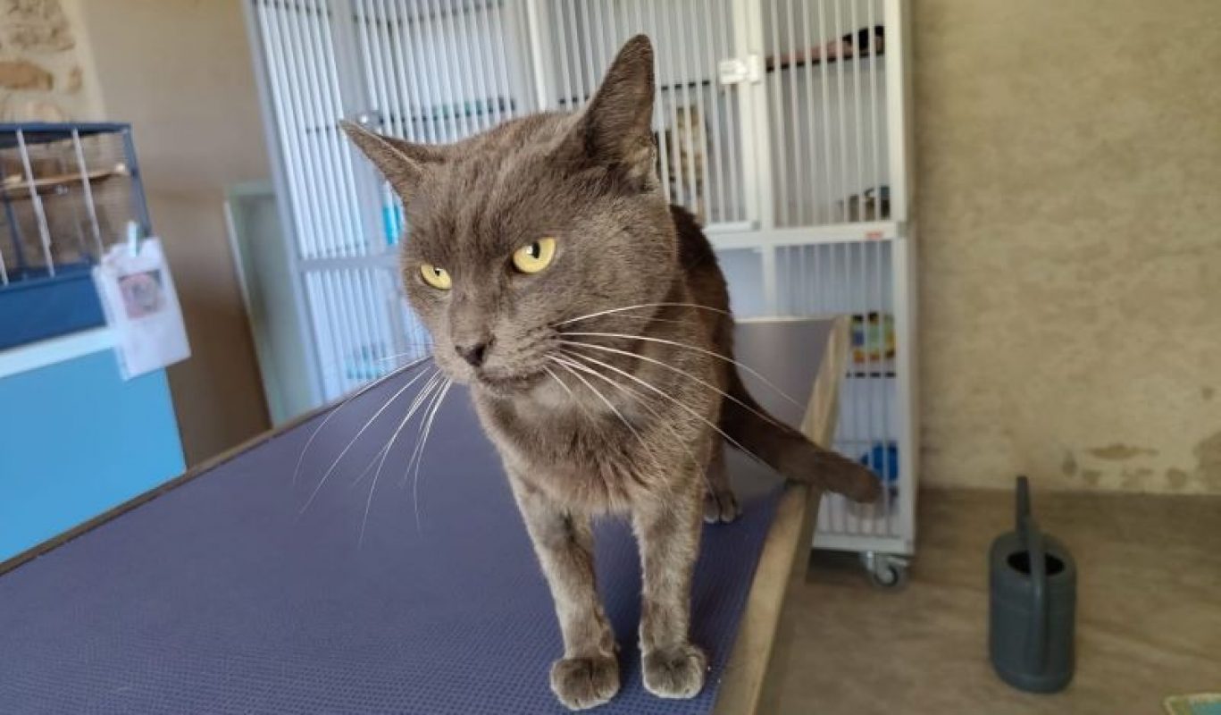 Grisou - Chat Européen à adopter - photo 2