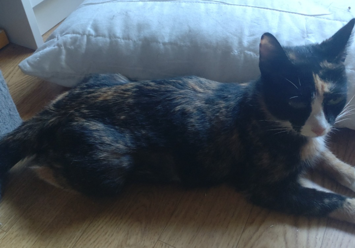Photo de Caramel