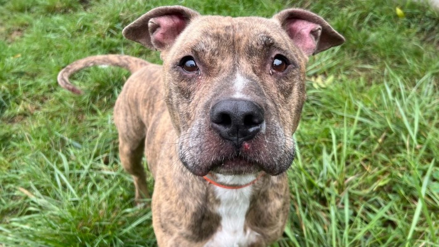 Tyson - Chien Bouledogue Américain à adopter
