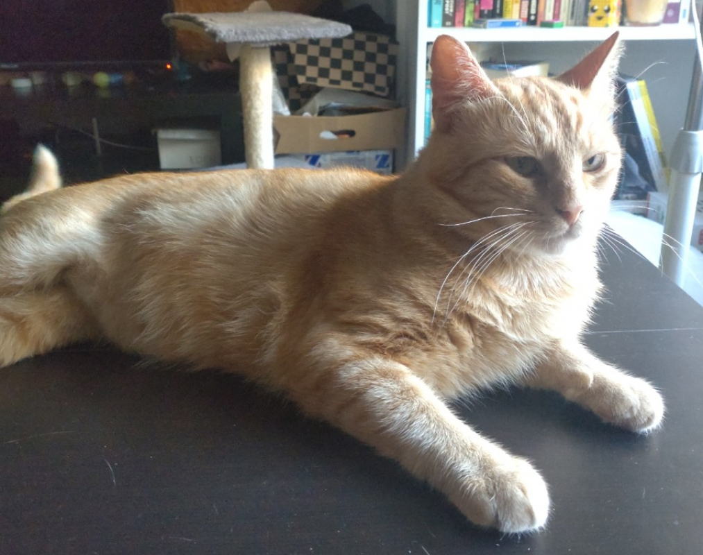 Photo de Garfield
