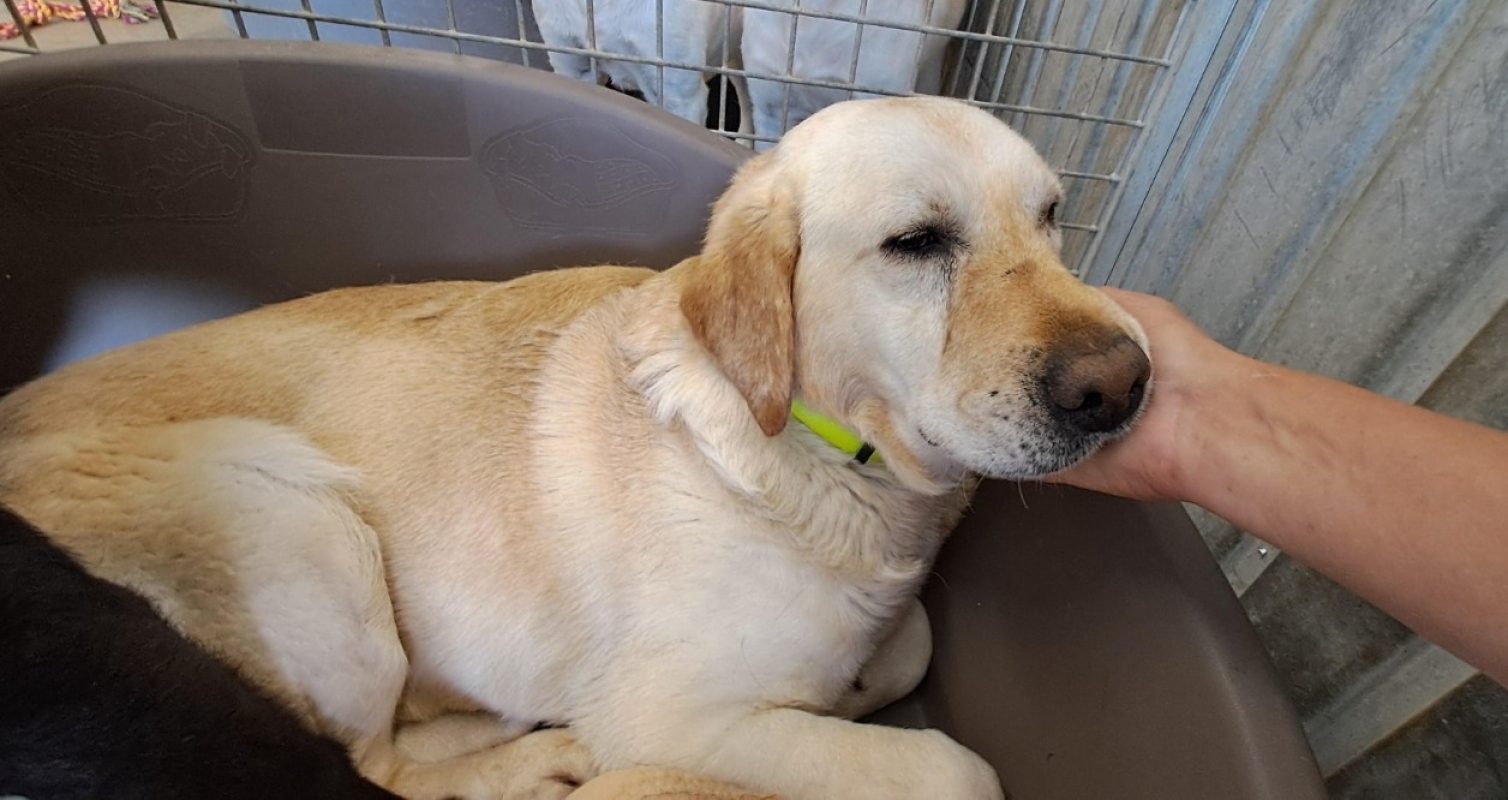 Sasha - Chien à adopter