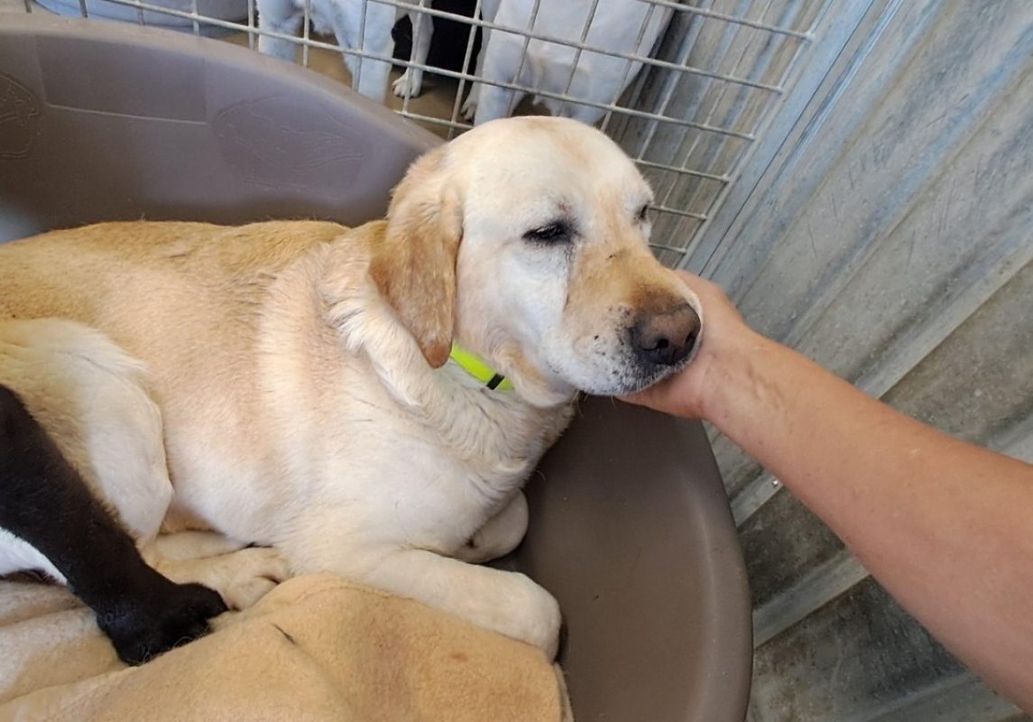 Sasha - Chien à adopter - photo 2