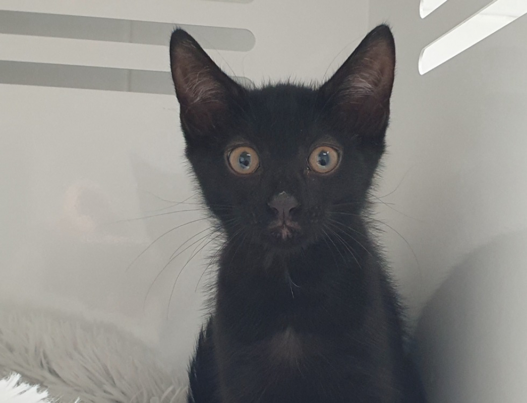 Bibble - Chat Européen à adopter