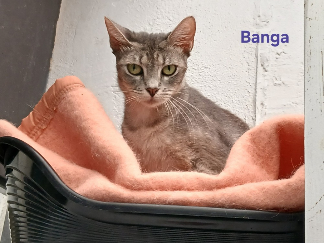Photo de Banga