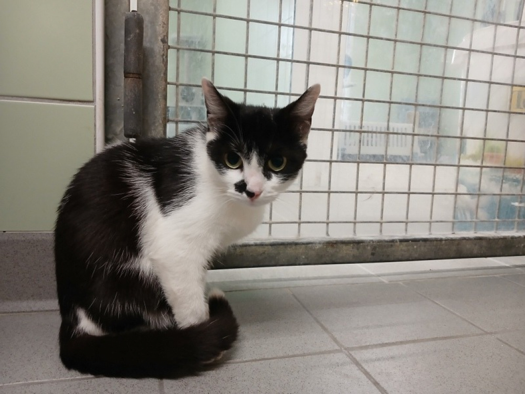 Photo de Oreo