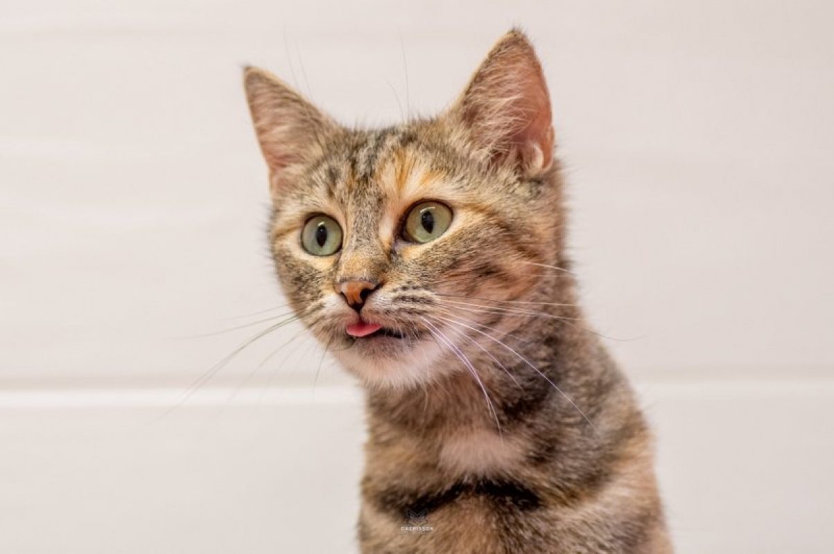 Luffine - Chat Européen à adopter