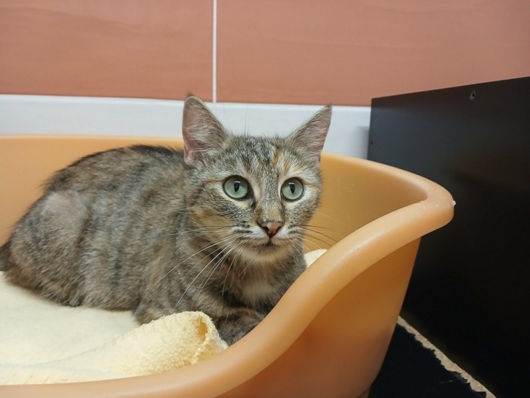 Luffine - Chat Européen à adopter - photo 2