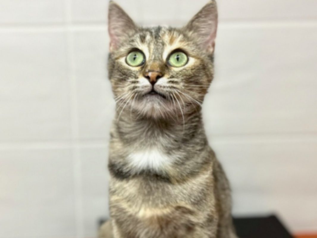 Luffine - Chat Européen à adopter - photo 3
