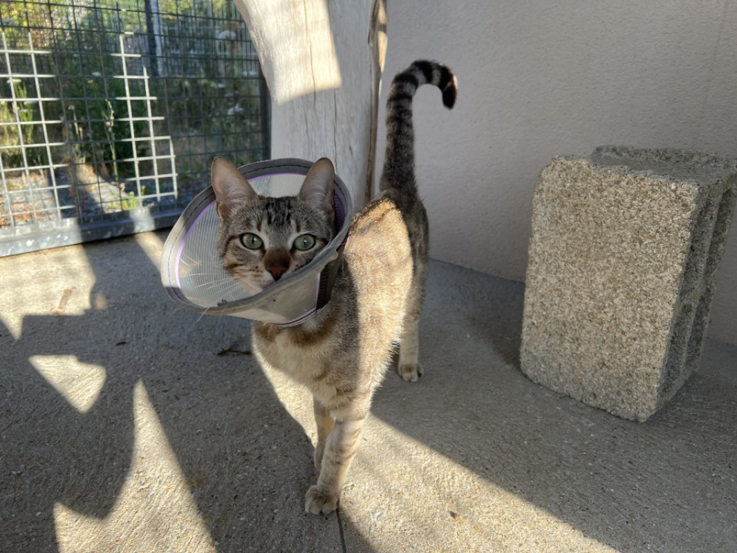 Photo #1 de Peach