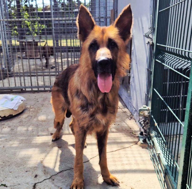Spartan - Chien Berger Allemand à adopter